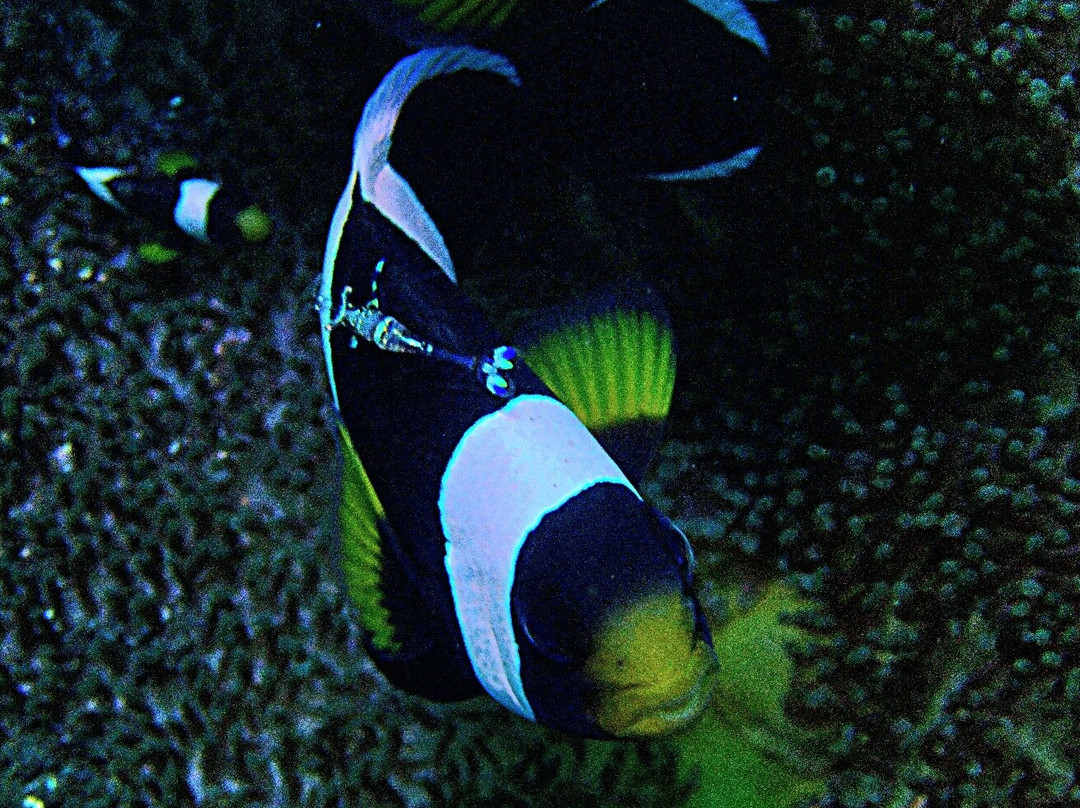 Abyss Dive Center Bali-艾湄湾必去景点