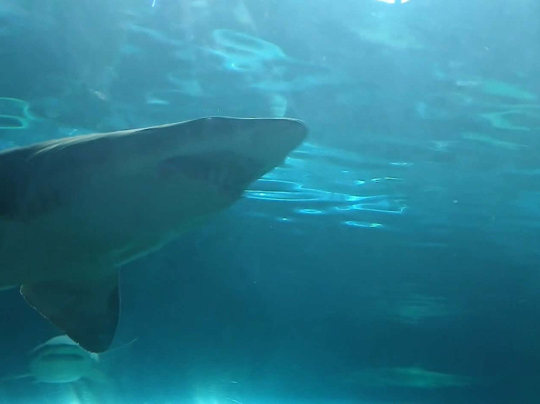 莱利大烟山水族馆-盖林柏格必去景点