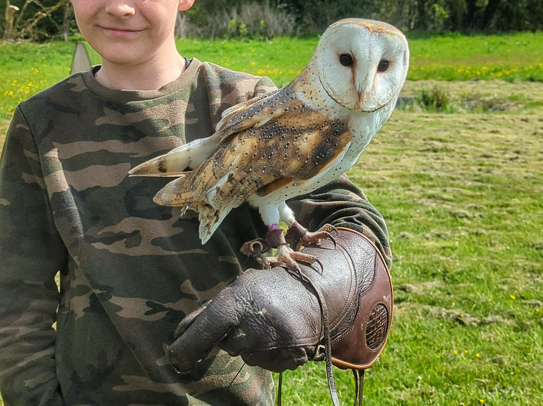 Lavenham Falconry-Monks Eleigh必去景点
