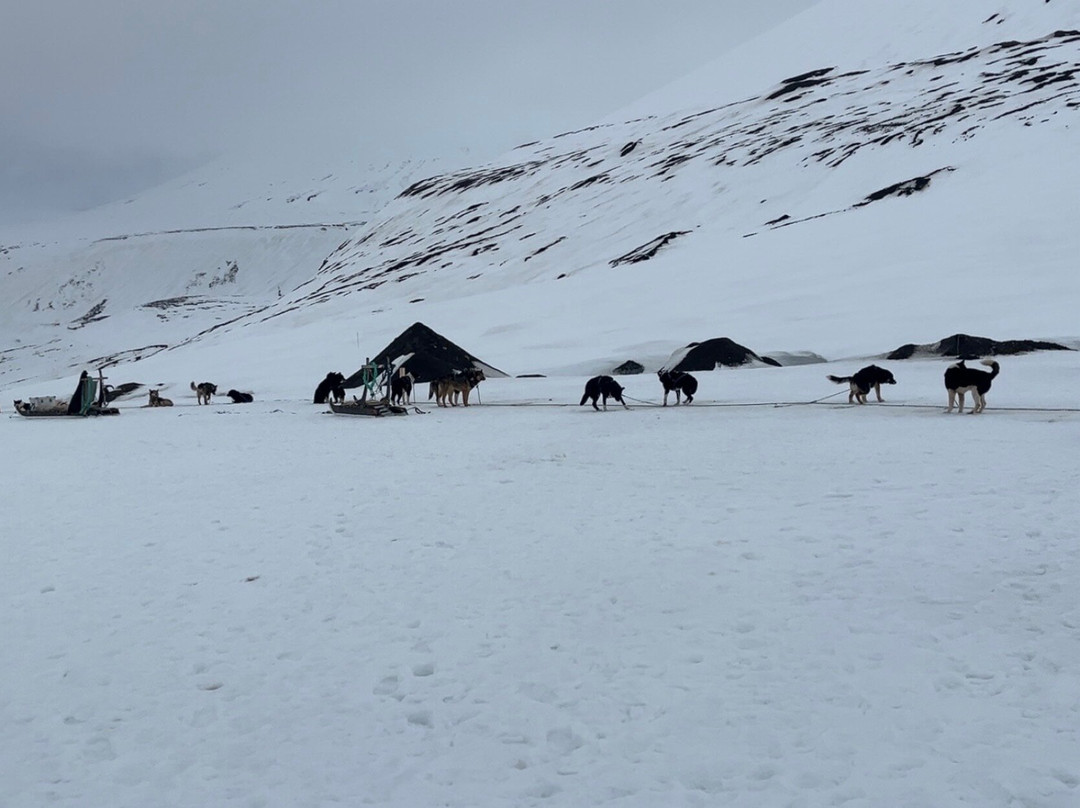 Green Dog Svalbard-朗伊尔城必去景点