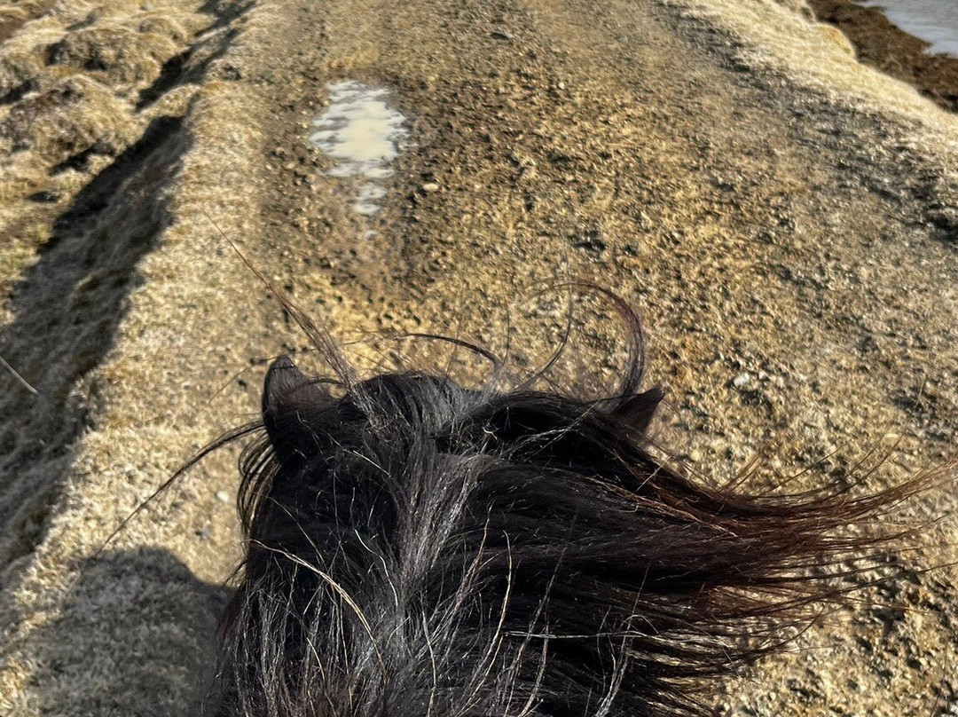 Eldhestar Volcano Horses-Olfus必去景点
