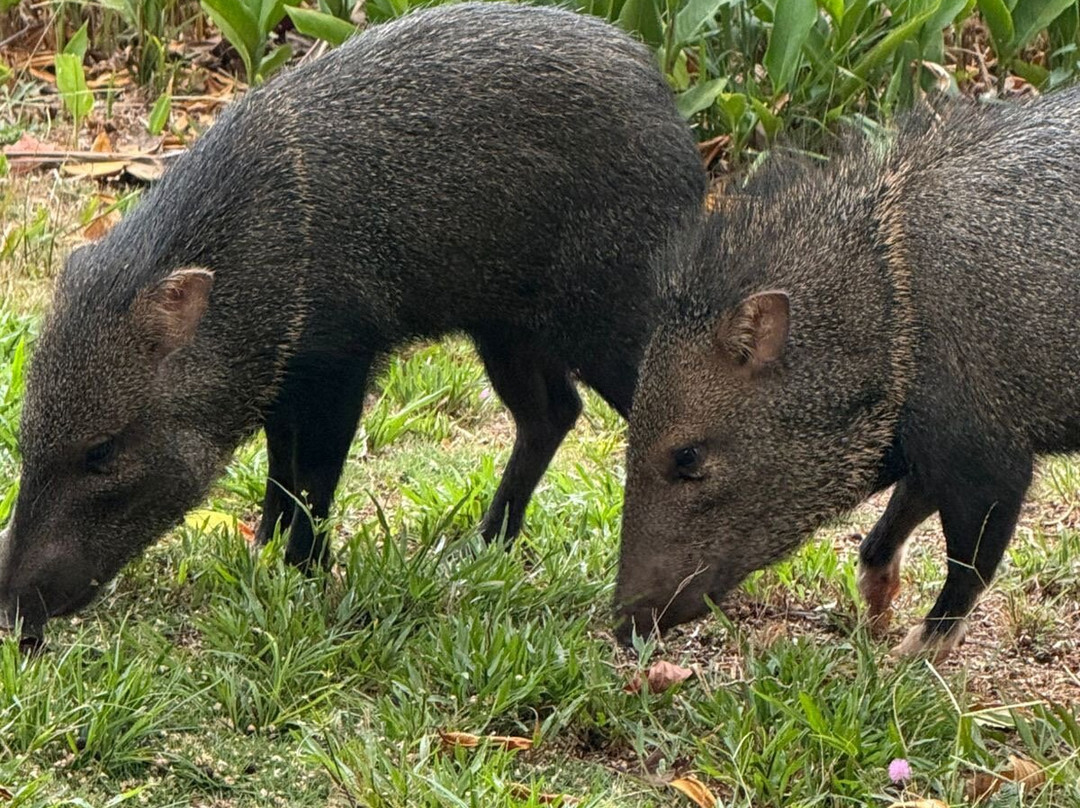 Bosque del Cabo Rain Forest Lodge主图