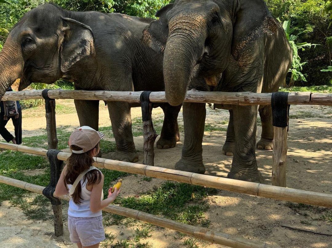 Hidden Forest Elephant Reserve-查龙必去景点