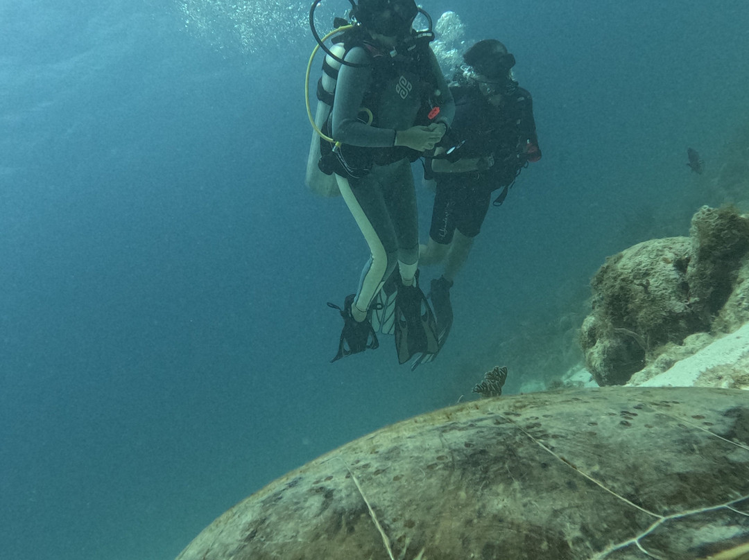 Aruba Bob Snorkel & Scuba-阿鲁巴岛必去景点