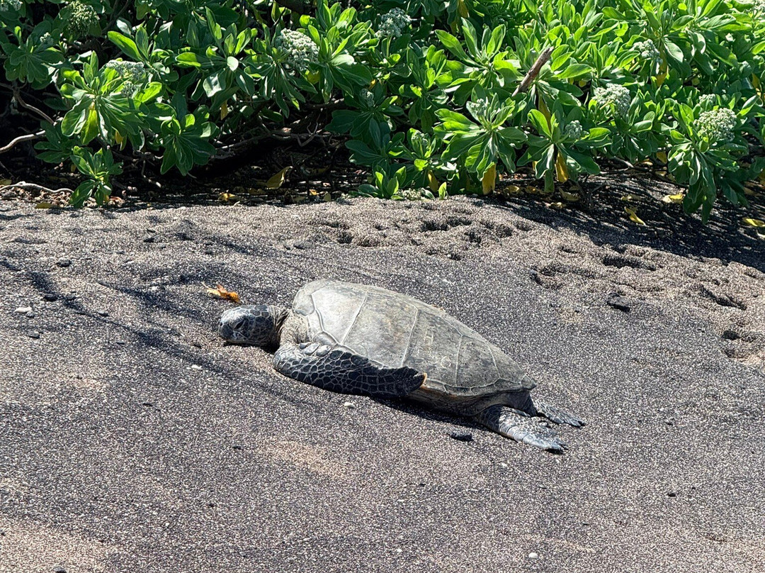 Kaloko-Honokohau National Historical Park-凯鲁瓦-柯纳必去景点