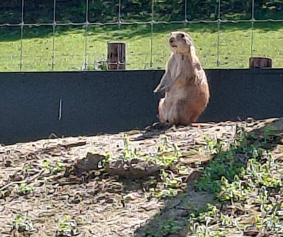 Noah's Ark Zoo Farm-Wraxall必去景点