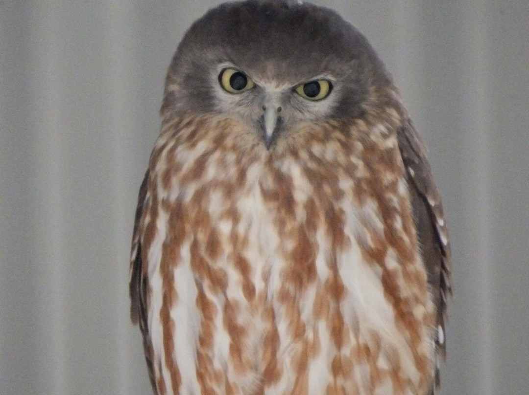 Capes Raptor Centre-玛格丽特河必去景点
