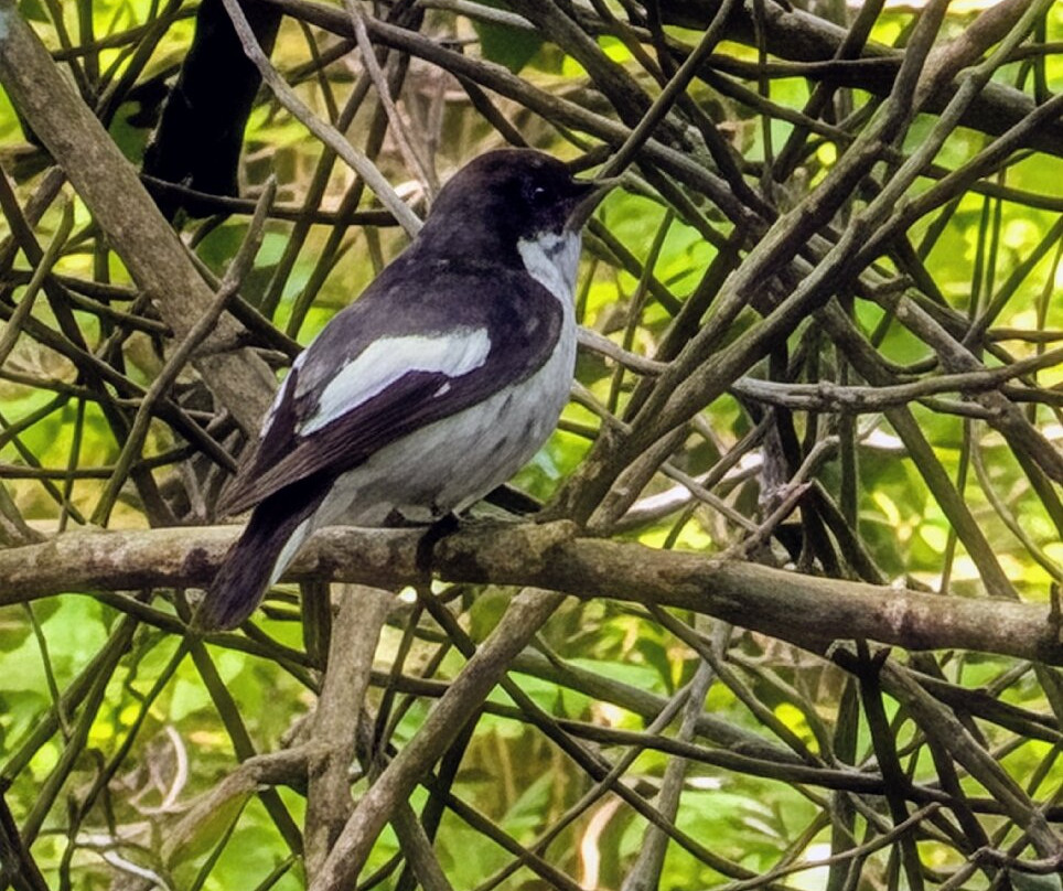 Nagshead Nature Reserve-Parkend必去景点