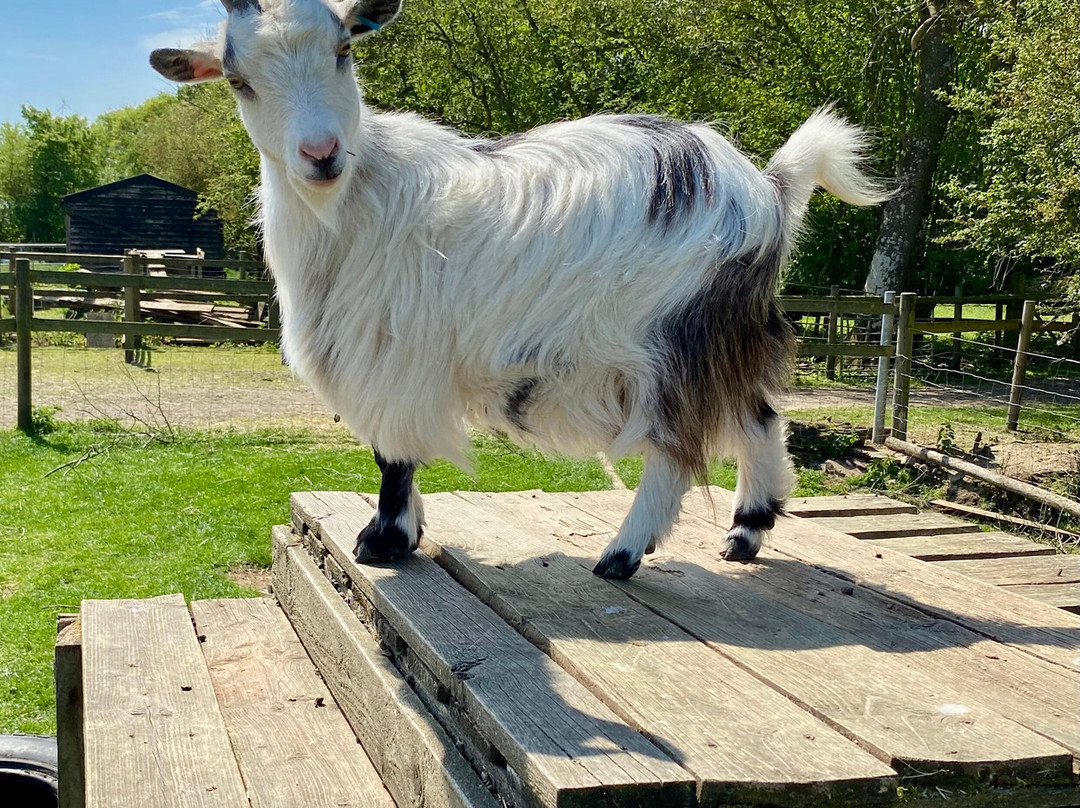 Hilly Ridge Alpacas-Wattisham必去景点