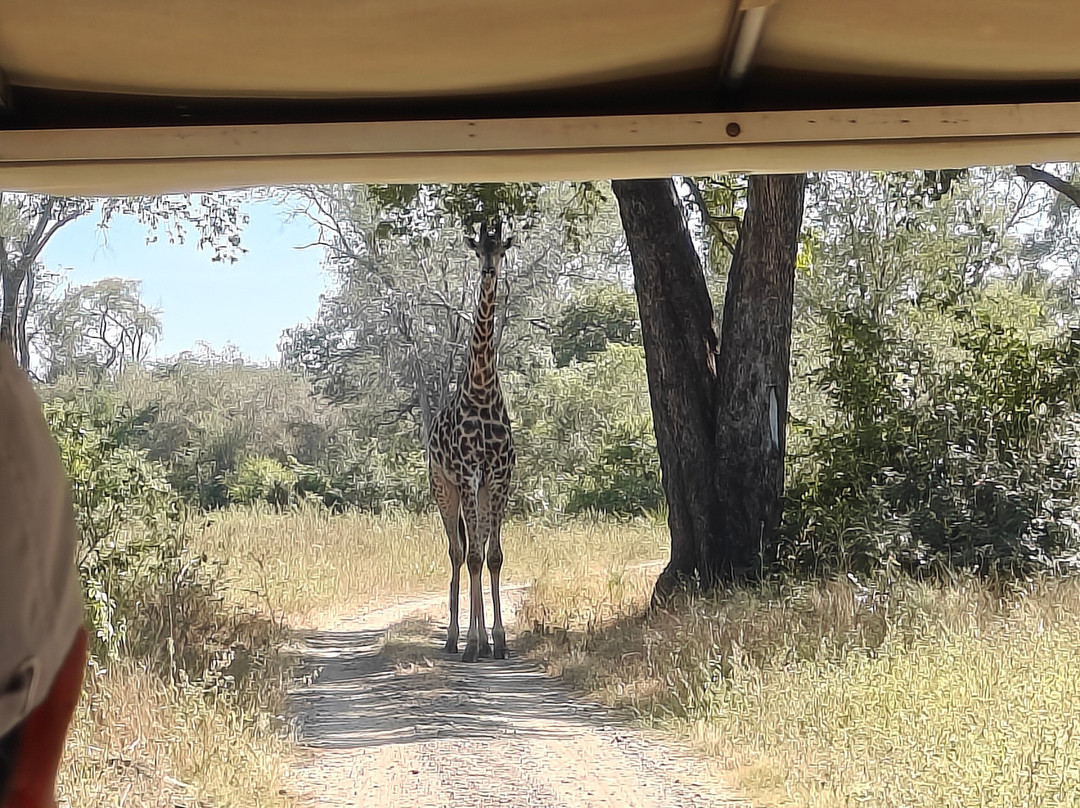 Lwizi Eco Safaris And Adventure Tours-李文斯顿必去景点