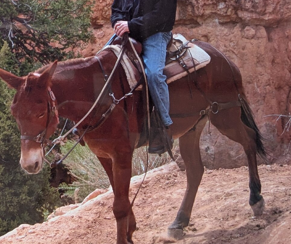 Canyon Trail Rides-特罗皮克必去景点