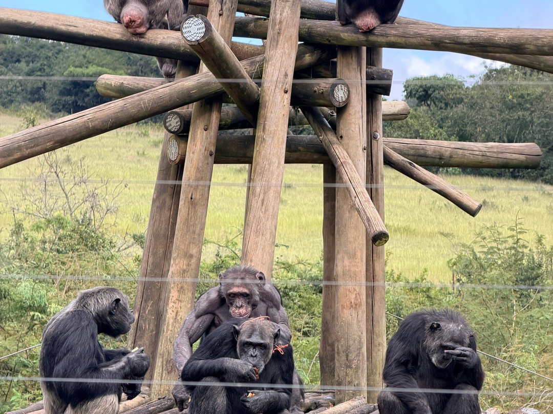 Jane Goodall Chimpanzee Eden Sanctuary-尼斯普鲁特必去景点