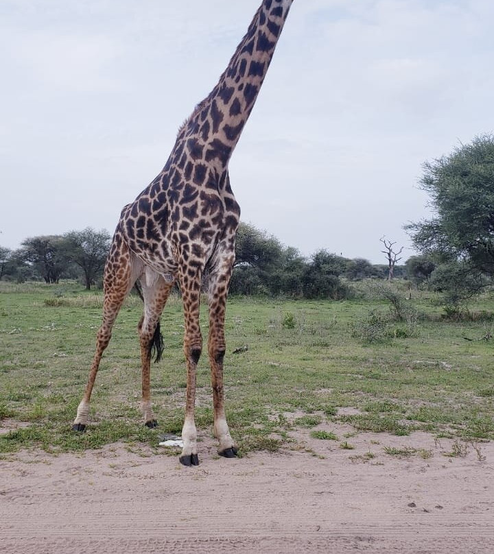 Lake Manyara-Lake Manyara National Park必去景点