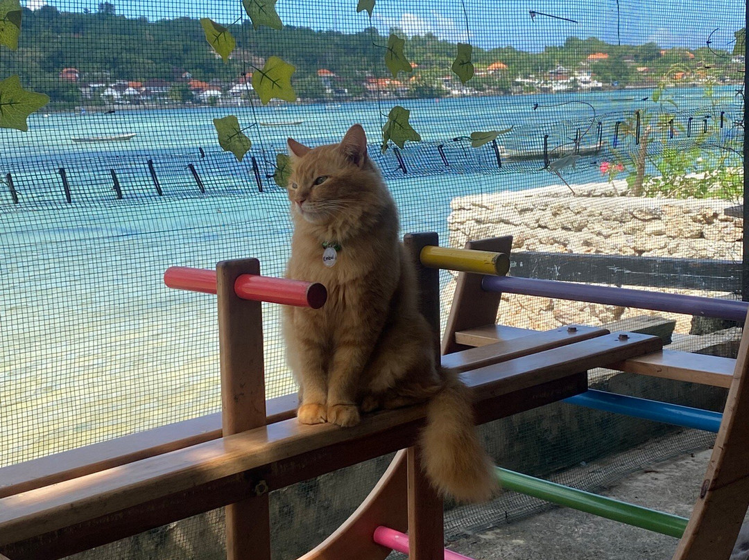 Cat Island Lembongan-蓝梦岛必去景点