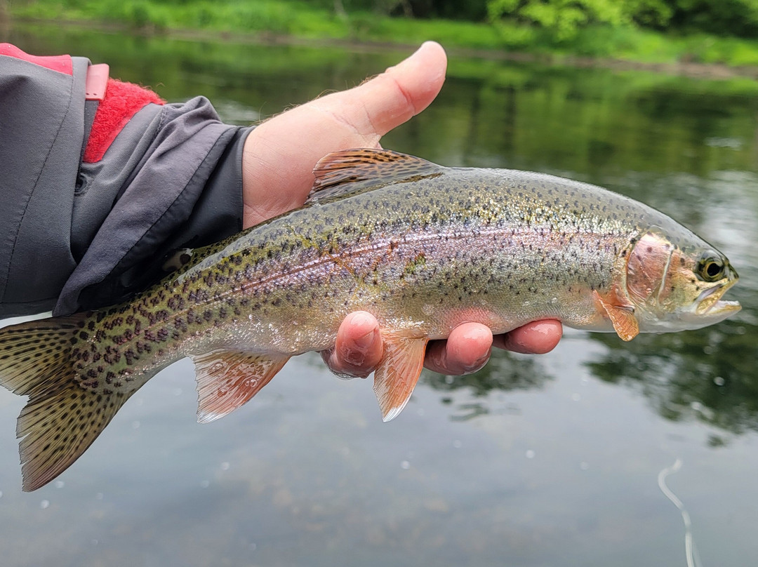 South Holston River Fly Shop-布里斯托尔必去景点