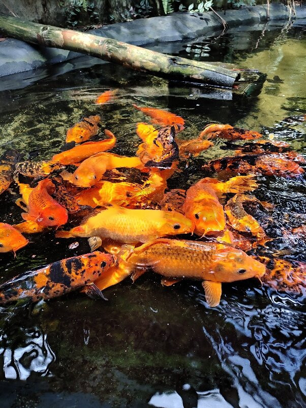 Zoologico de Cali-卡利必去景点