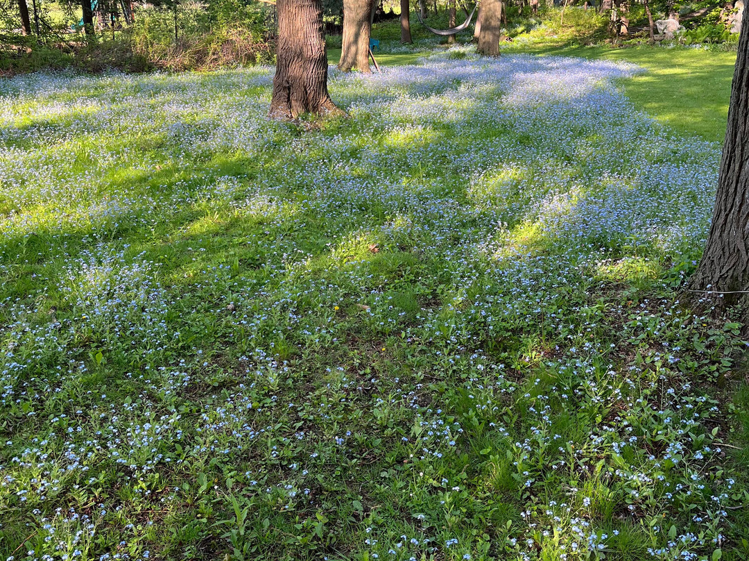 Ophelia's Garden Inn主图
