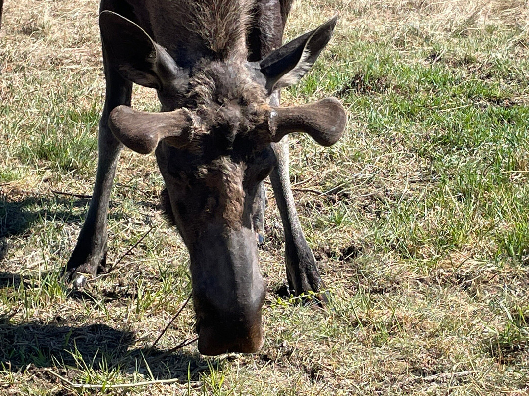 Yukon Wildlife Preserve-白马市必去景点