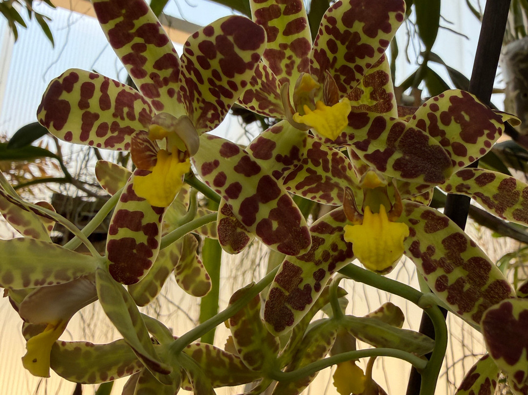 Orquidario de Estepona-埃斯特波纳必去景点