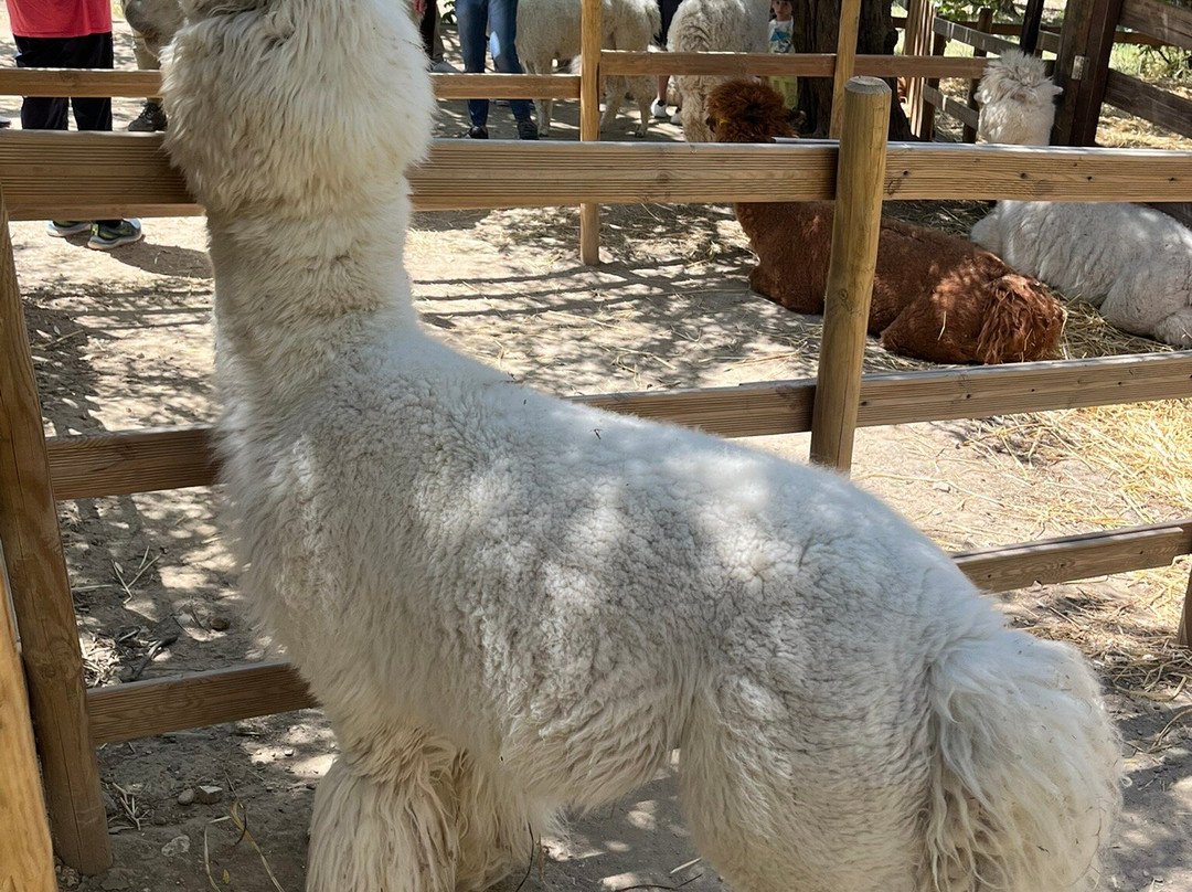 Basilicata Alpaca-Acerenza必去景点