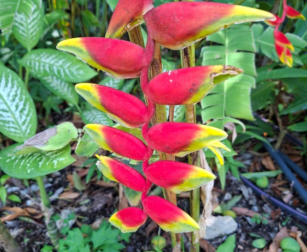 Jardin Botanique de Deshaies-Deshaies必去景点
