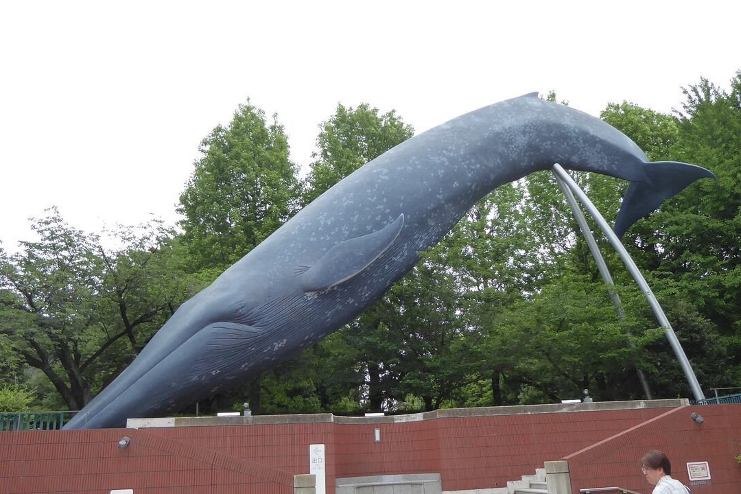 Blue Whale Full Size Model-Uenokoen必去景点