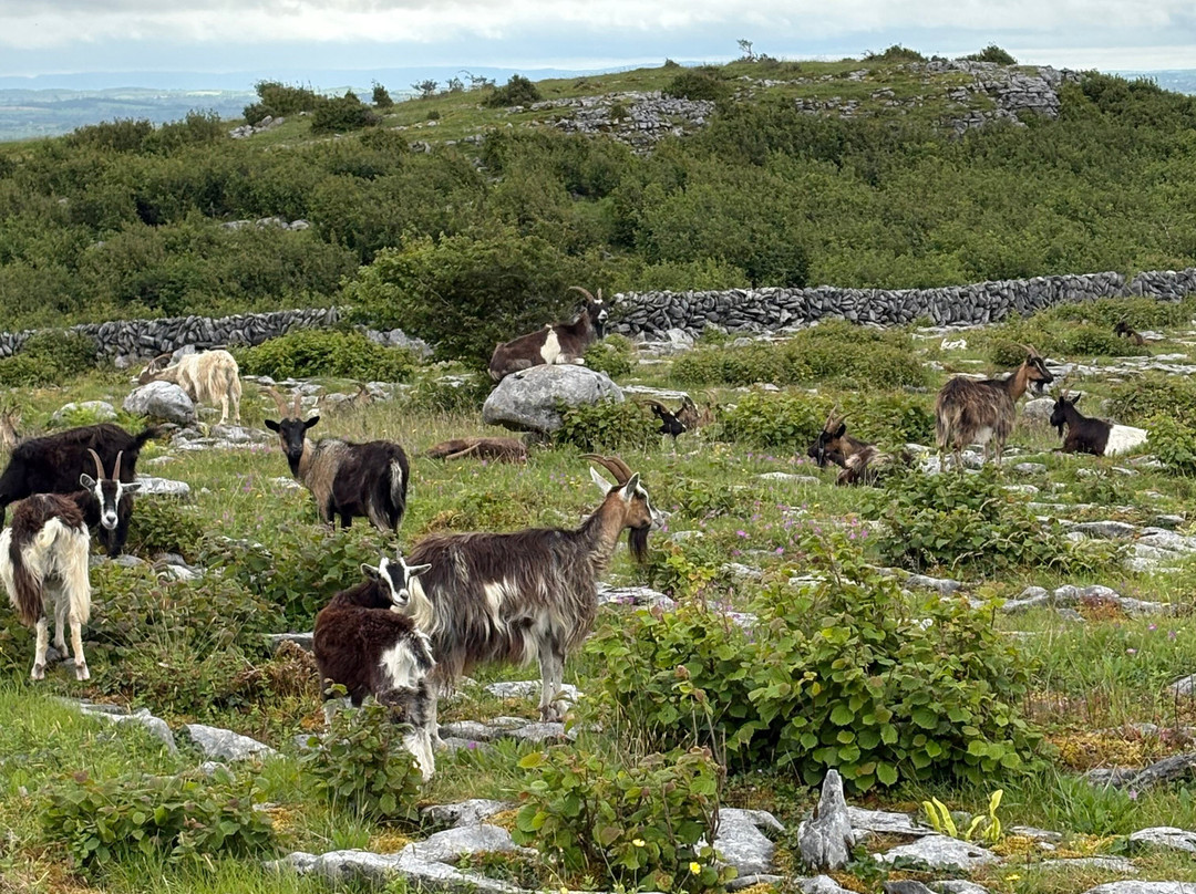 Lough Avalla Farm Looped Walk-Burren National Park必去景点