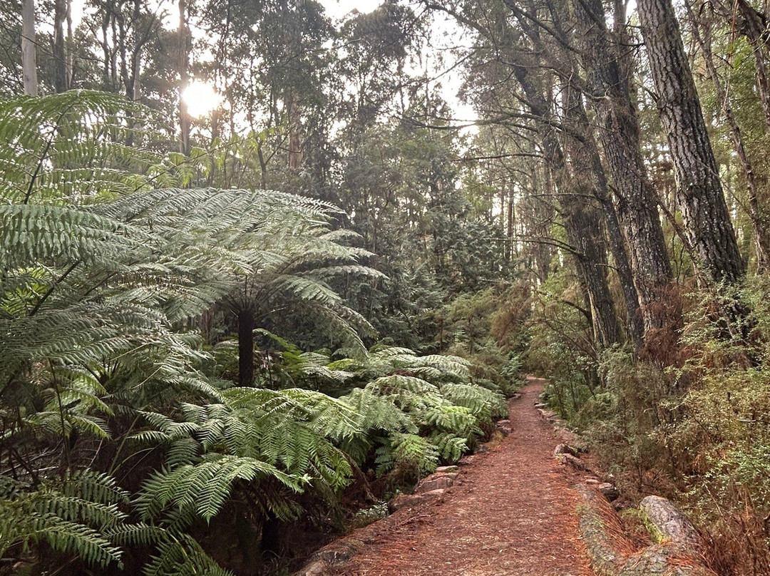 Redwood Forest-华伯登必去景点