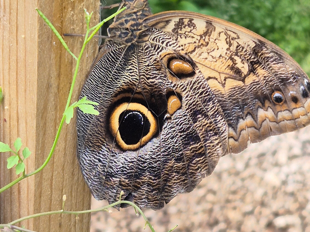 Guys Butterfly House-St Hilary必去景点