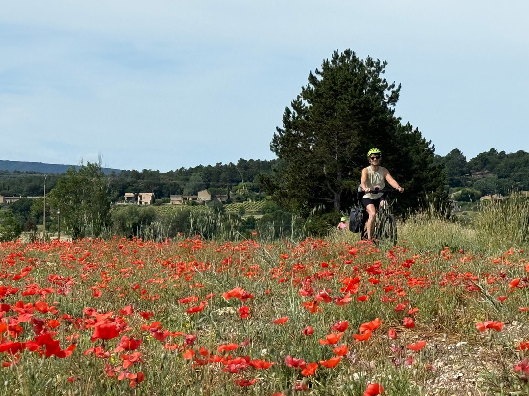 Provence Cycling Holidays主图