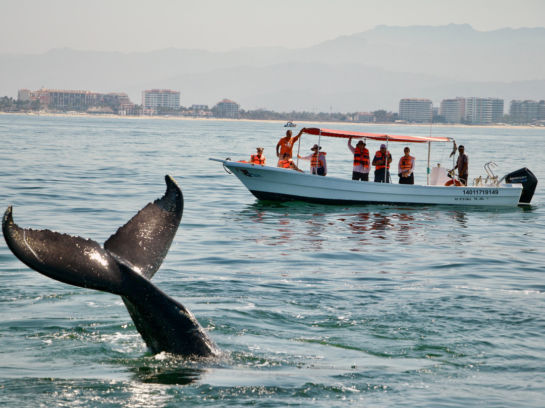 Eco Explorer Whale Watching-瓦拉塔港必去景点