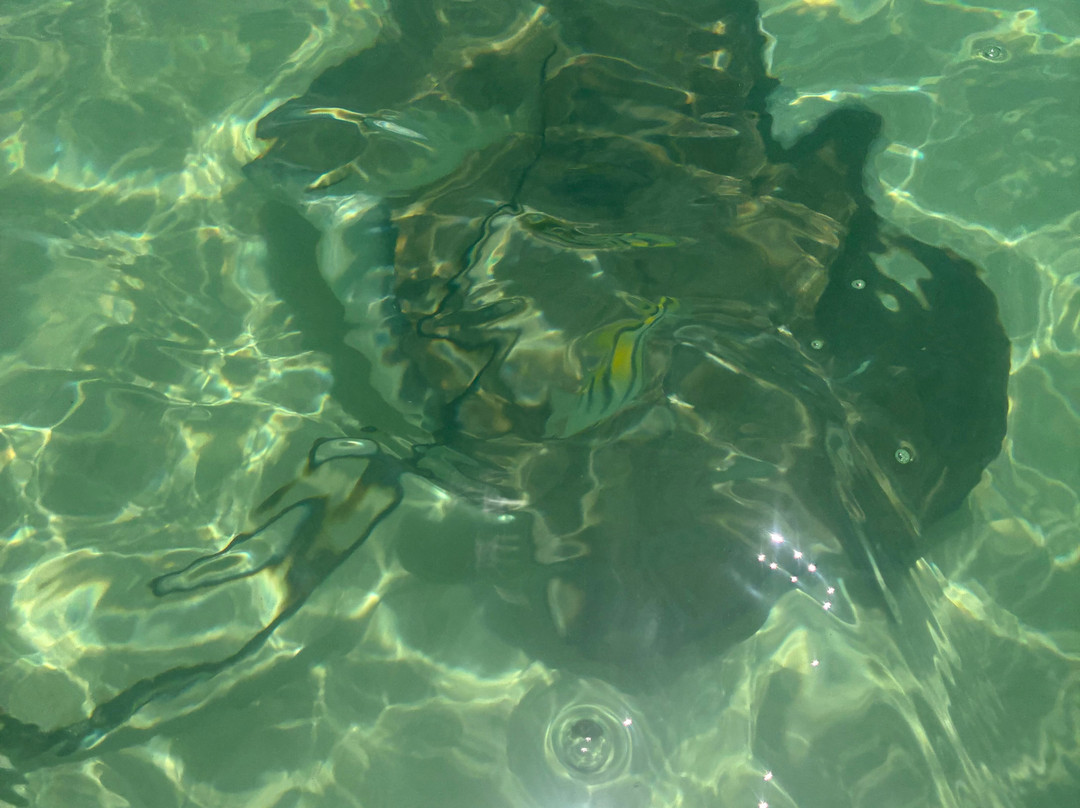 Sting ray Adventure-Little San Salvador Island (Half Moon Cay)必去景点