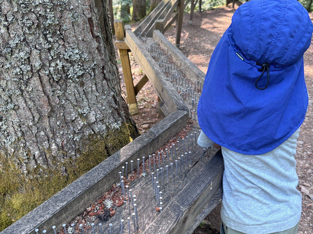 Action Forest Kletterwald-蒂蒂湖-新城必去景点