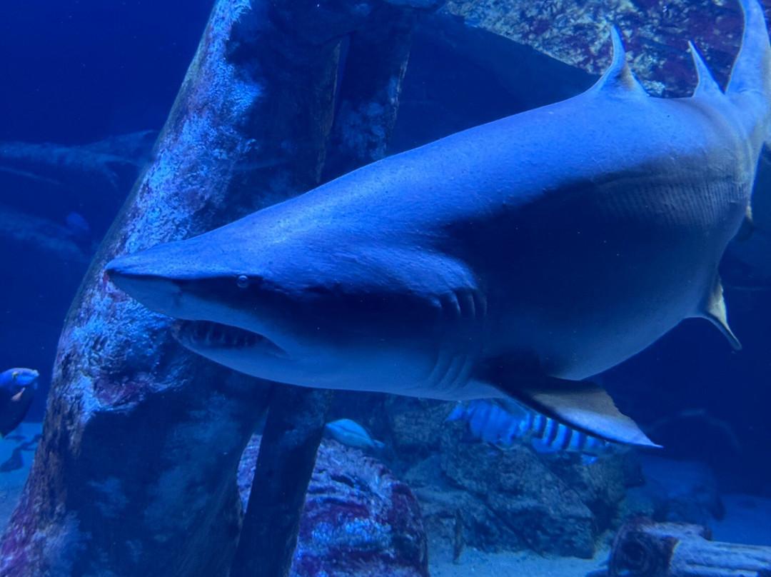 Long Island Aquarium-Riverhead必去景点