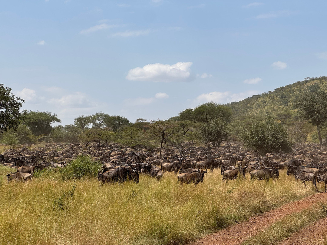 Obama Africa Safari-阿鲁沙必去景点