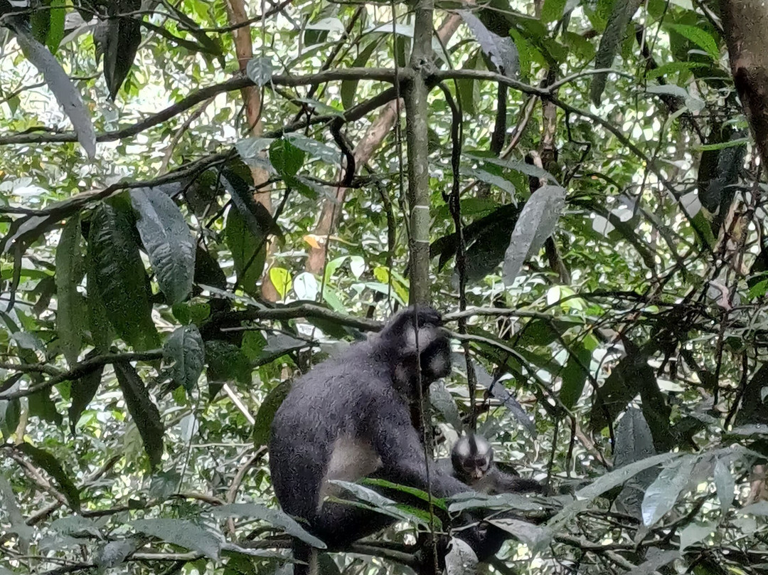 Trekking Orangutan Sumatra-武吉拉旺必去景点