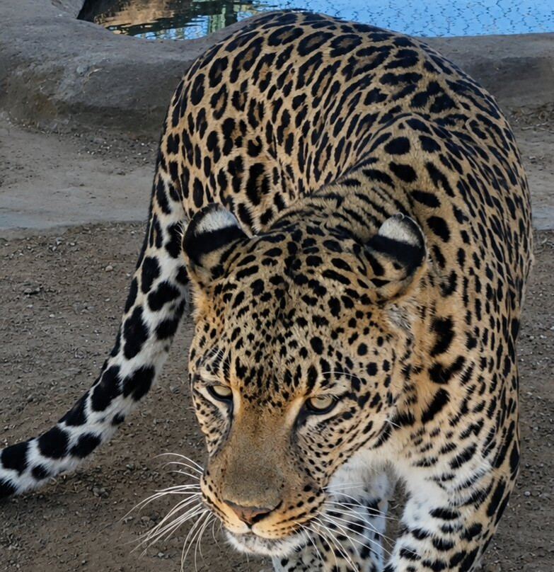 Mystic Monkeys & Feathers Wildlife Park-Rust de Winter必去景点