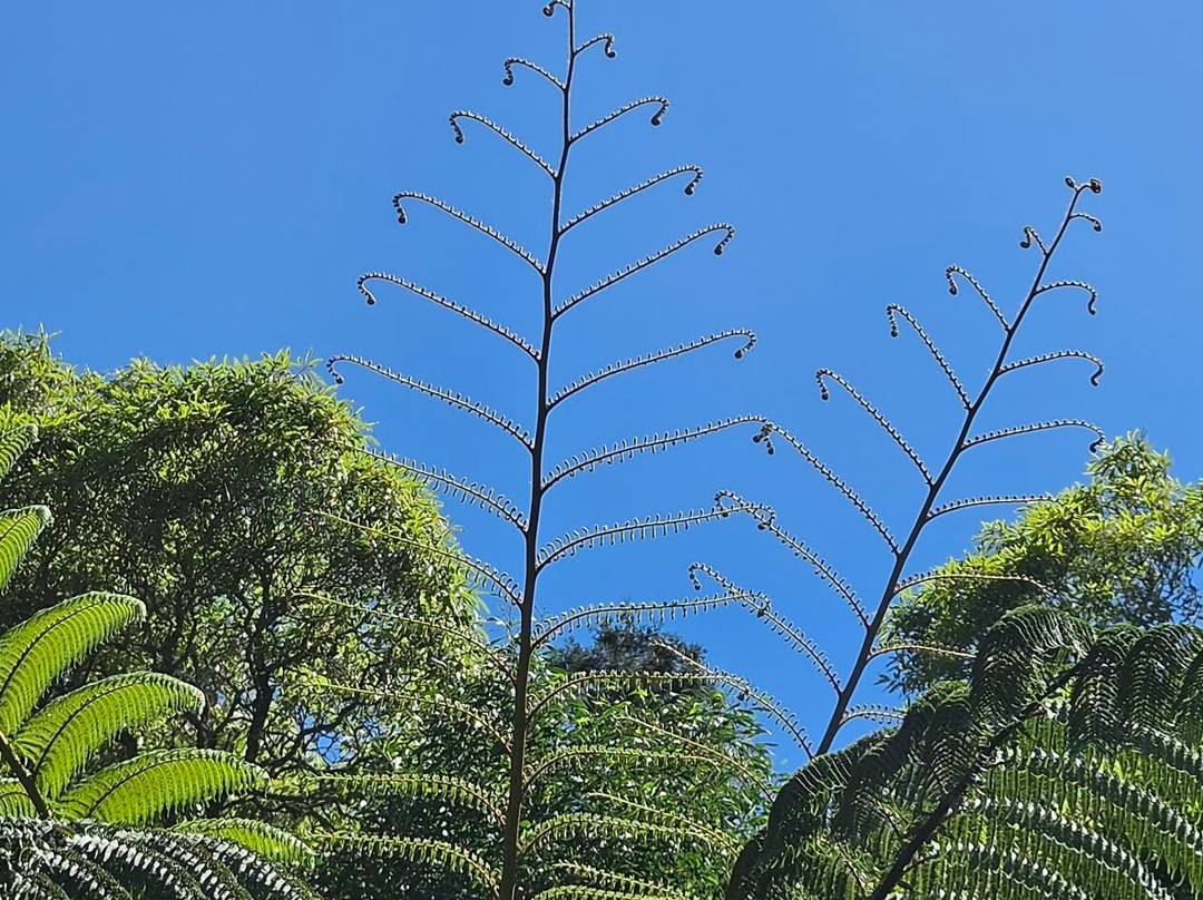 Parque Natural da Ribeira dos Caldeirões-Achada必去景点