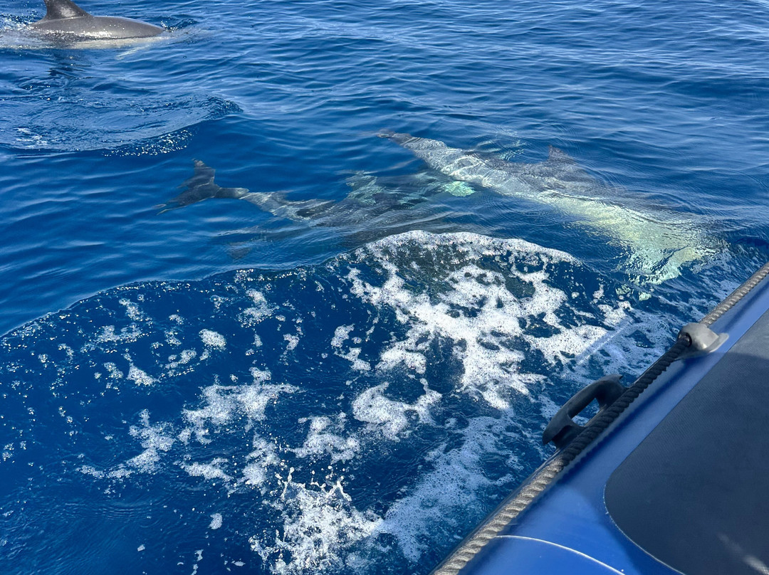 Wildwatch Algarve-费拉古多必去景点
