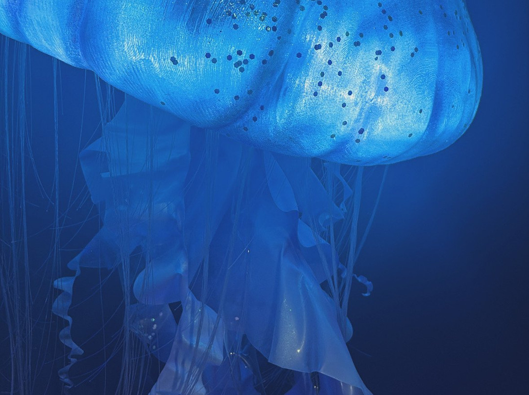 Jellyfish Museum