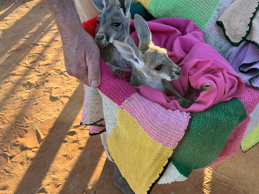 The Kangaroo Sanctuary-爱丽斯泉必去景点