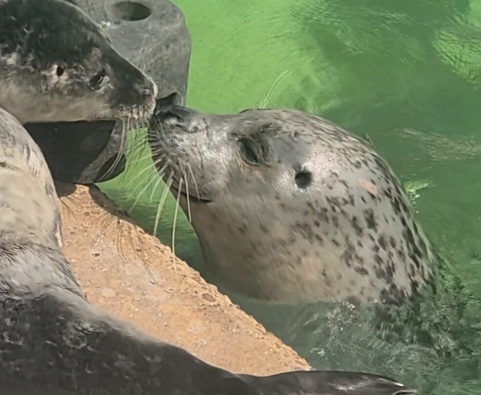 Natureland Seal Sanctuary-斯凯格内斯必去景点