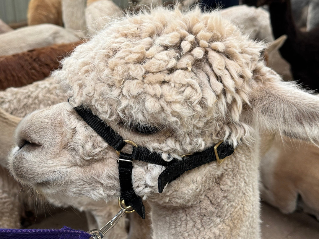 Balnuith Alpacas-敦提必去景点