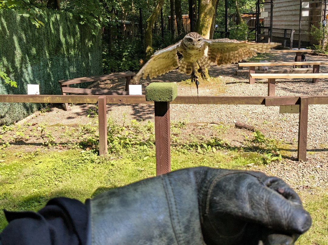 Loch Lomond Bird Of Prey Centre-Balloch必去景点