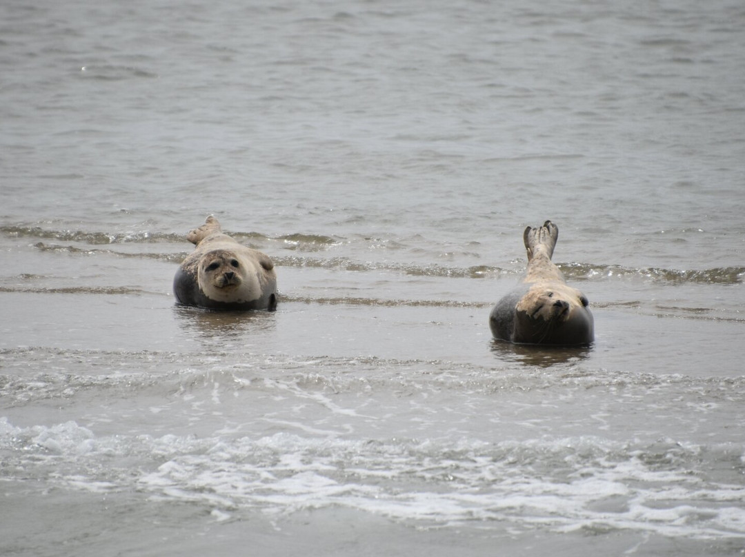Talisman zeehondentocht Terschelling-West-Terschelling必去景点