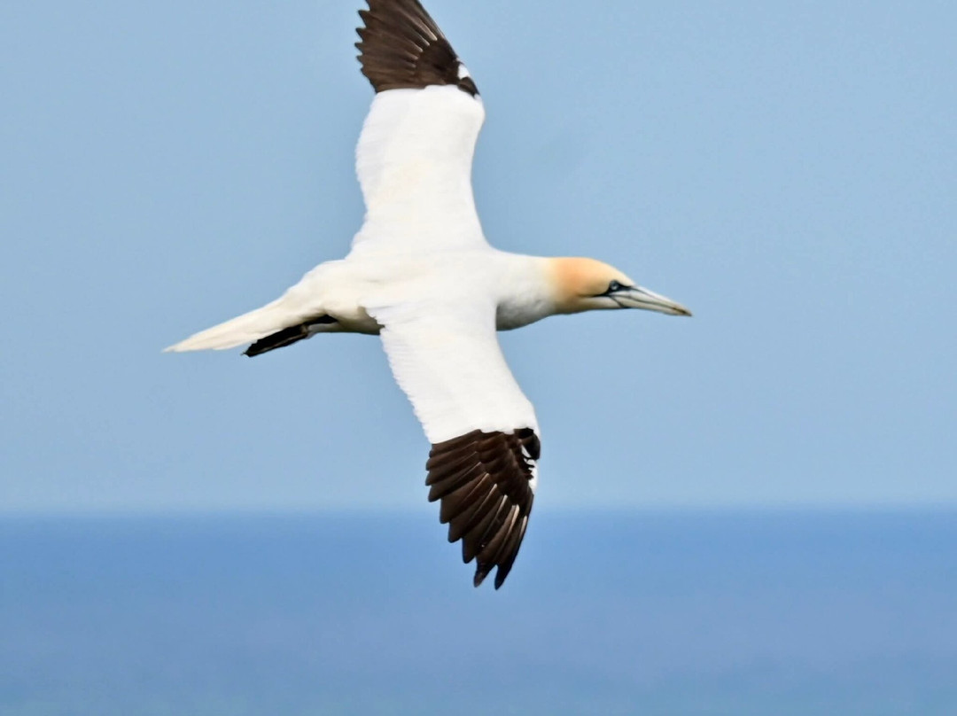 RSPB Bempton Cliffs-Bempton必去景点
