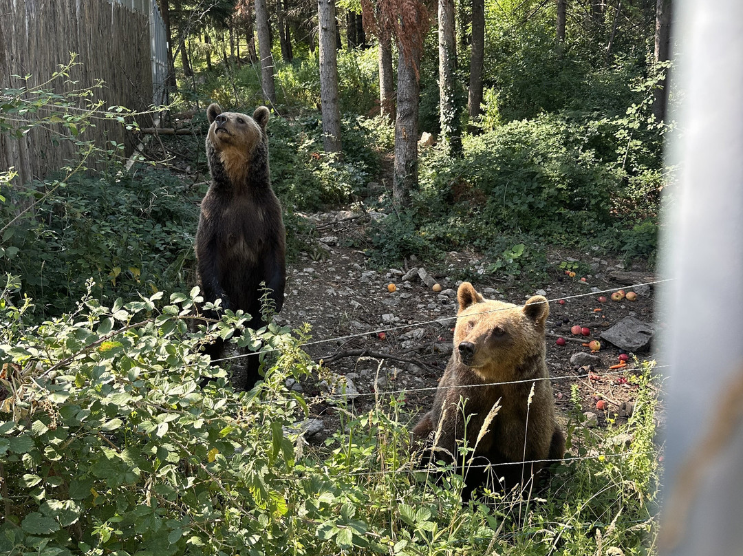 Area Faunistica Dell'Orso Bruno-Palena必去景点