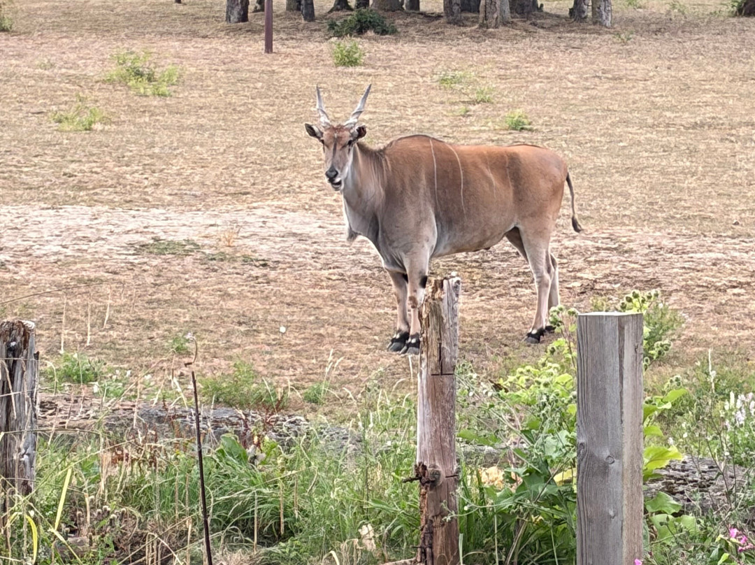 Chessington Safari Hotel主图