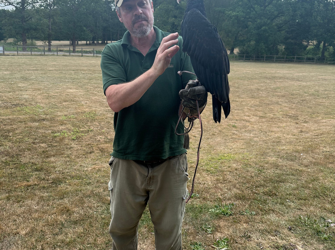 Surrey Hills Falconry-Ockley必去景点