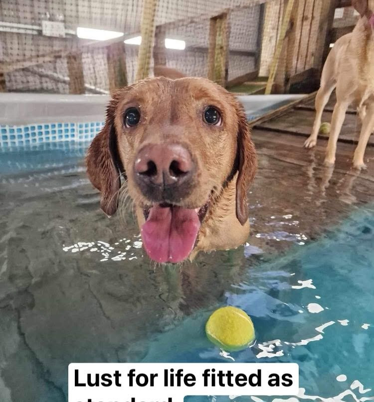 Splash Doggy